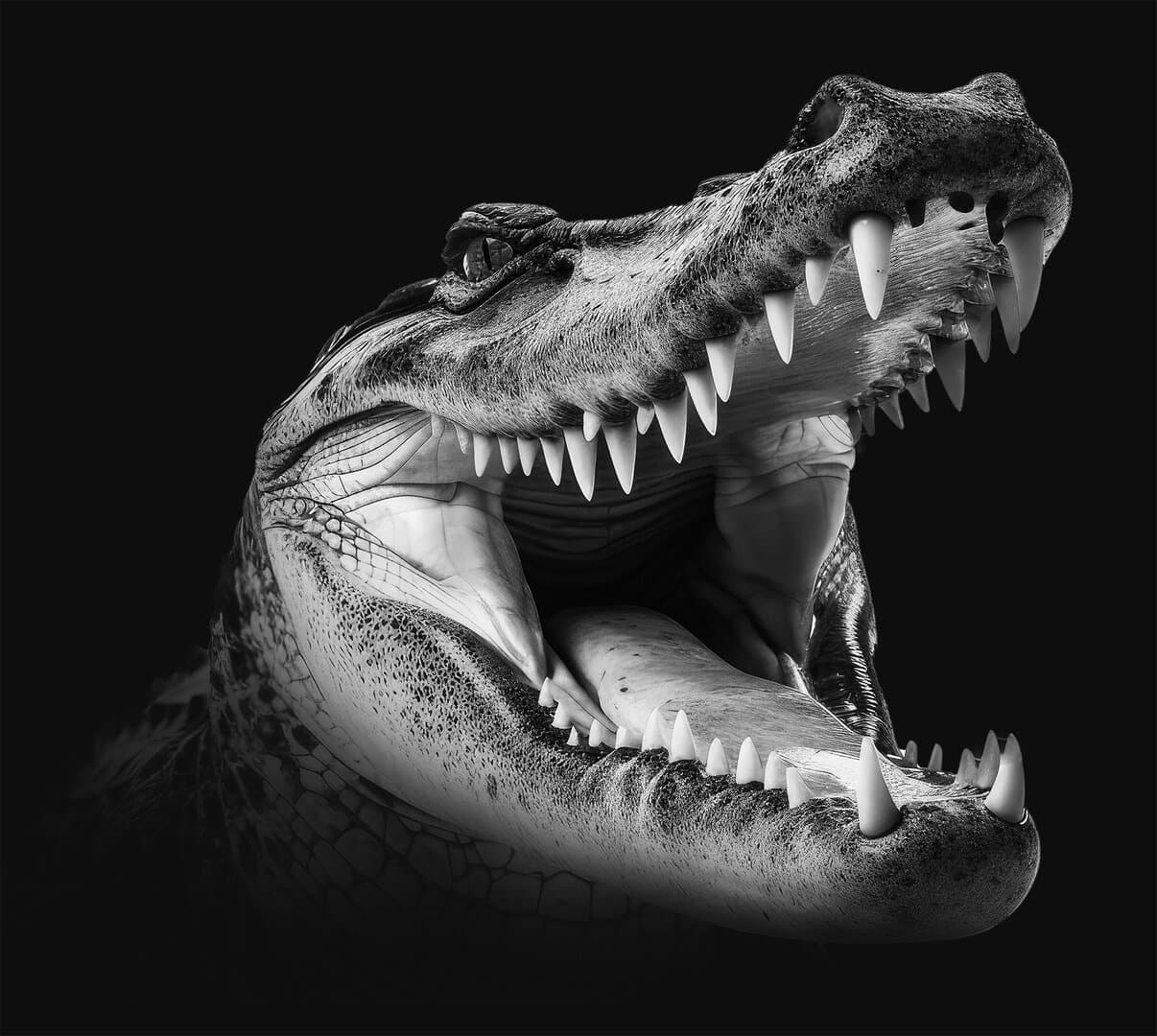 Crocodile