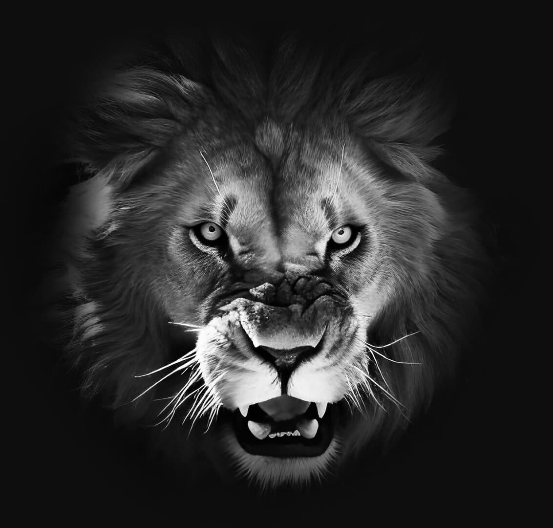 Collection Header
