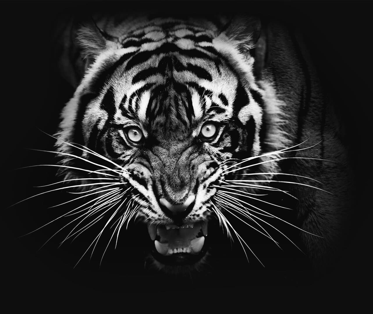 Collection Header